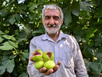 آغاز برداشت میوه بهشتی انجیر در گیلان!