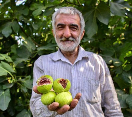 آغاز برداشت میوه بهشتی انجیر در گیلان!