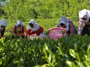 افزایش ۴۱ درصدی تولید برگ سبز چای!