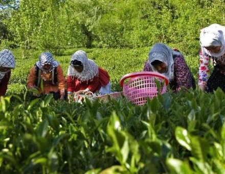 افزایش ۴۱ درصدی تولید برگ سبز چای!