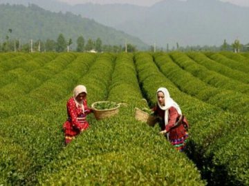 پرداخت بیش از ۸۰ درصد مطالبات چایکاران شمال کشور!