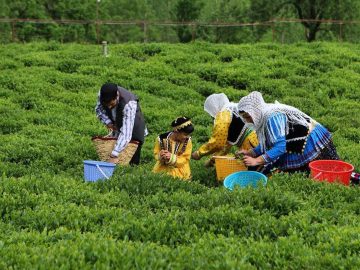 افزایش ۳۰ درصدی بهای خرید برگ سبز چای در گیلان!