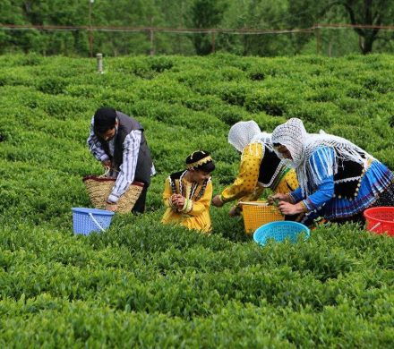 برداشت بیش از ۵۰ هزار تن برگ سبز چای از باغ‌های شمال کشور!