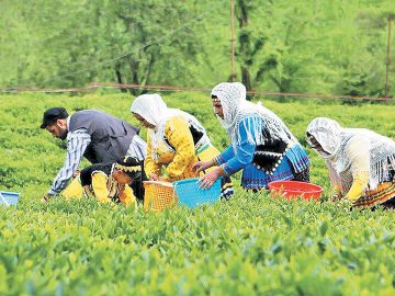 ۳۲ درصد صادرات چای ایران راهی ترکیه می‌شود