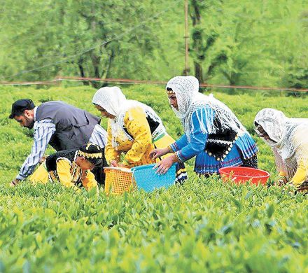 ۹۷ درصد مطالبات چایکاران کشور پرداخت شد