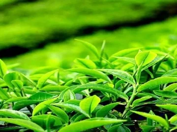 از پژوهش تا مزرعه؛ رسالت پژوهشکده چای لاهیجان