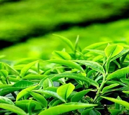 از پژوهش تا مزرعه؛ رسالت پژوهشکده چای لاهیجان
