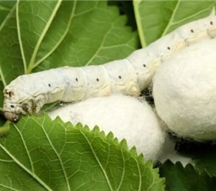 هفت هزار نهال توت در لاهیجان توزیع شد