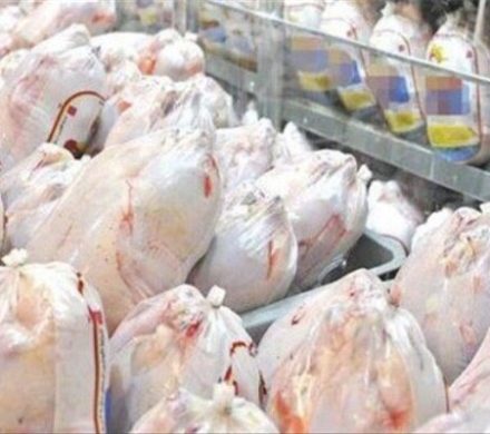 مرغ در گیلان به قیمت قبل باز می گردد