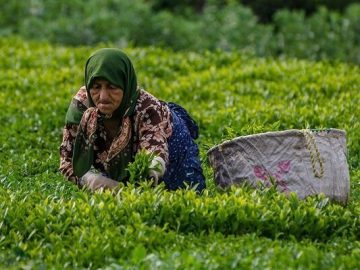 پرداخت ۱۰۰ درصد مطالبات چایکاران از سوی دولت