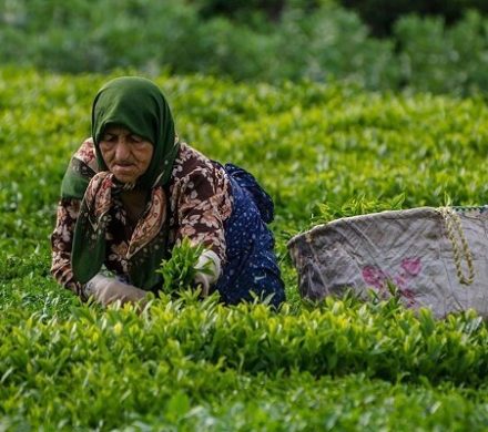 پرداخت ۱۰۰ درصد مطالبات چایکاران از سوی دولت
