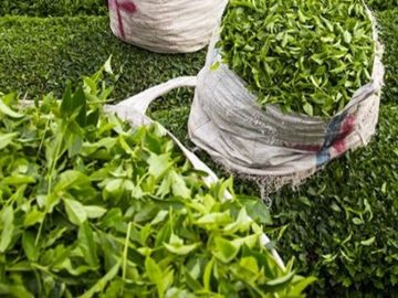 خرید بیش از ۲.۵ تن برگ سبز چای از چایکاران شمال کشور