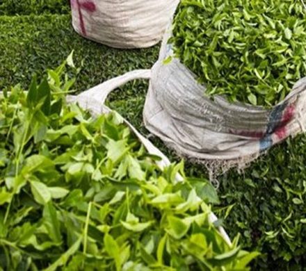 خرید بیش از ۲.۵ تن برگ سبز چای از چایکاران شمال کشور