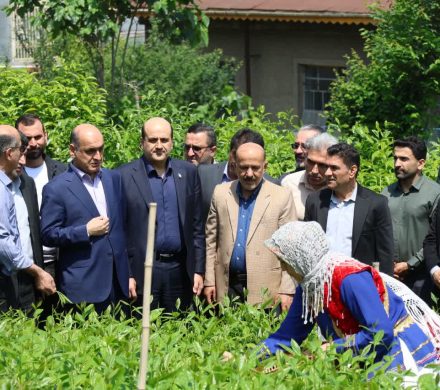 بازدید استاندار گیلان از روند برداشت برگ سبز چای در لاهیجان