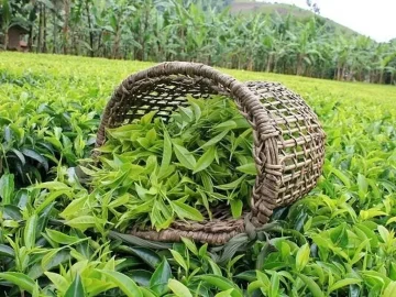 یک همت تسهیلات خرید برگ سبز چای تخصیص یافت