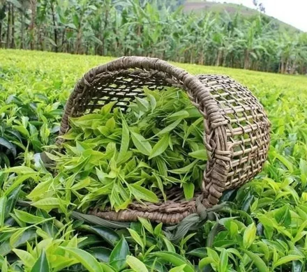 یک همت تسهیلات خرید برگ سبز چای تخصیص یافت