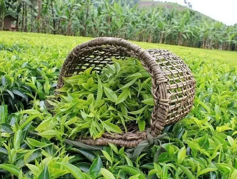 یک همت تسهیلات خرید برگ سبز چای تخصیص یافت