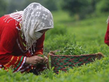 خرید ۱۸۲۲ میلیارد تومانی برگ سبز از چایکاران
