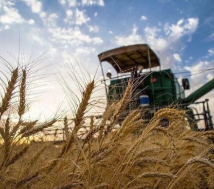 آغاز خرید تضمینی گندم در گیلان