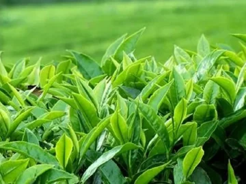 اعضای کمیتههای دومین جشنواره ملی رسانهای چای کشور مشخص شدند