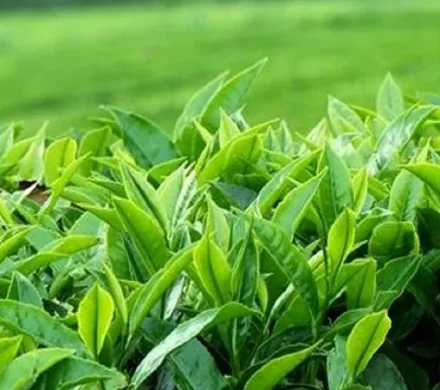 ارسال ۳۵۲ اثر به دومین جشنواره ملی رسانه‌ای چای کشور