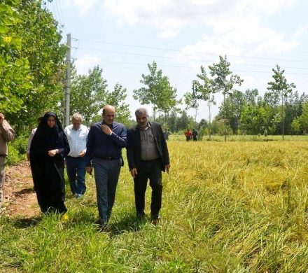آغاز نخستین برداشت مکانیزه برنج در لاهیجان